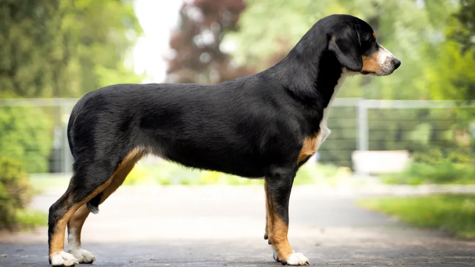 Entlebucher Mountain Dog